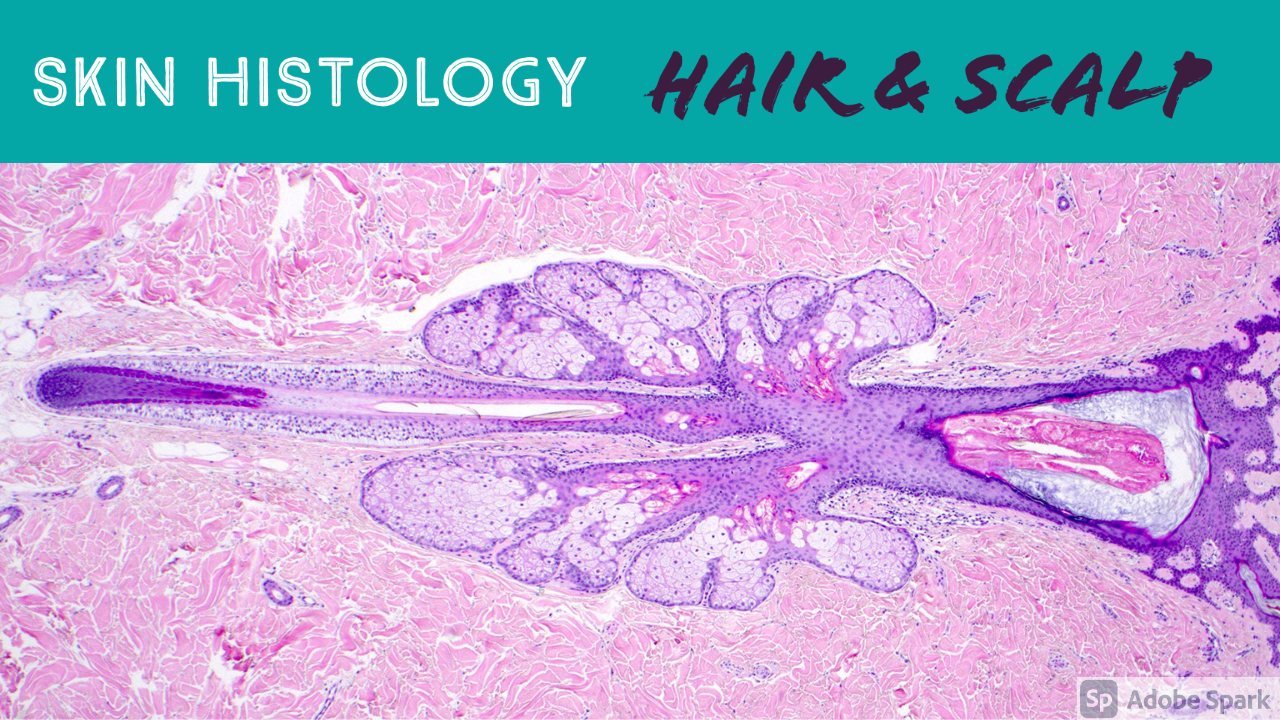 Hair follicle under microscope & scalp skin histology (dermatology